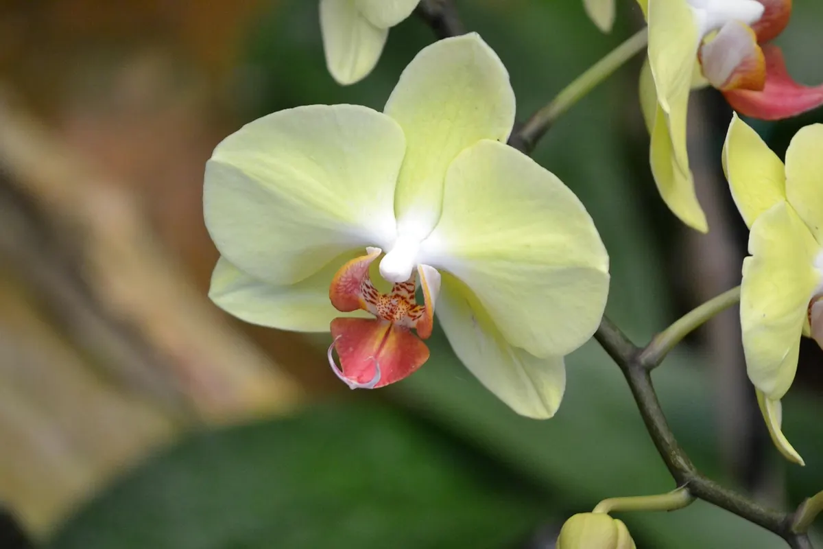 Seasonal Wedding Flowers in the UK: What's Available Month by Month